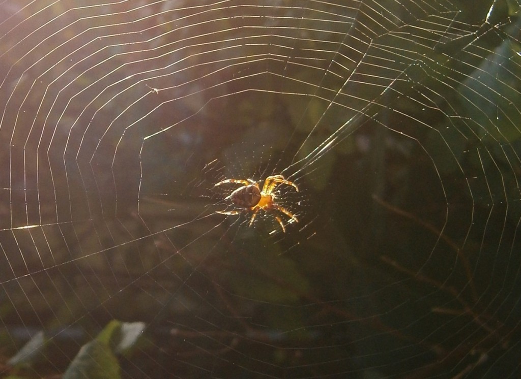 Spinnen zijn vaak actief op aantrekkelijke plaatsen.