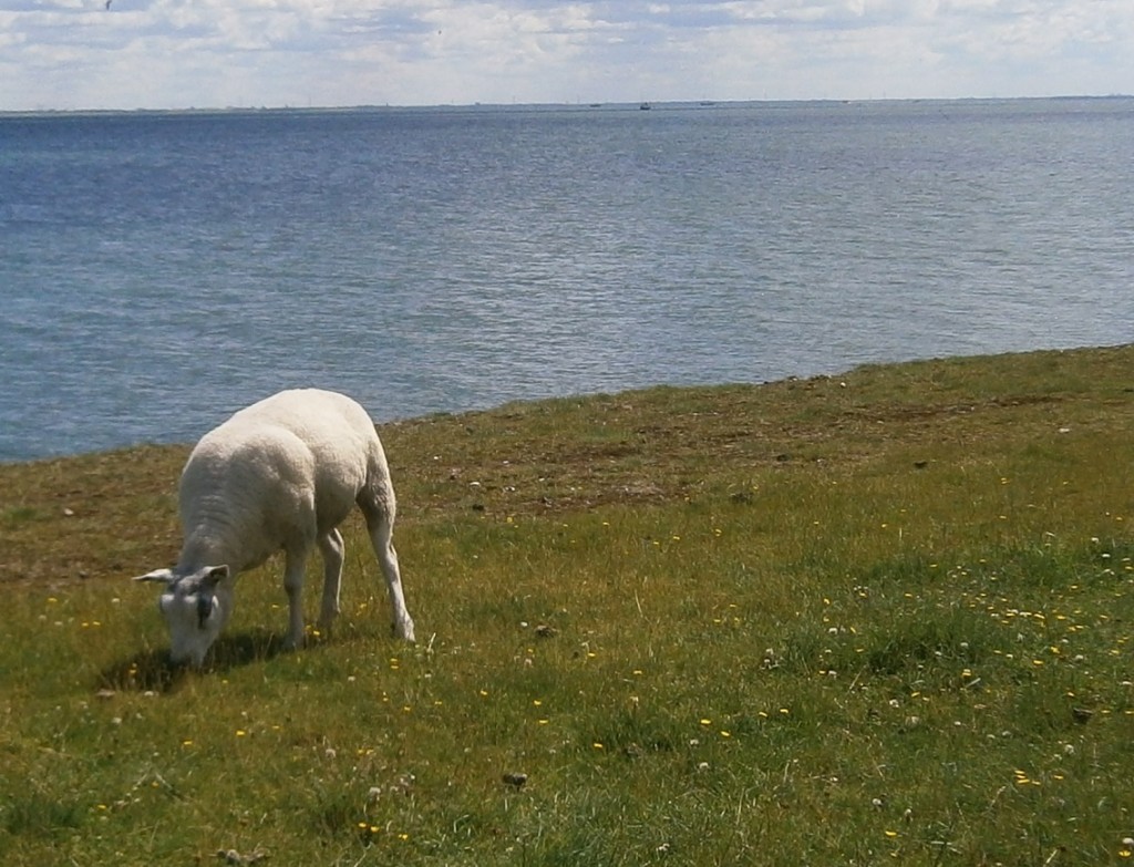 Ben je een afgedwaald schaap?