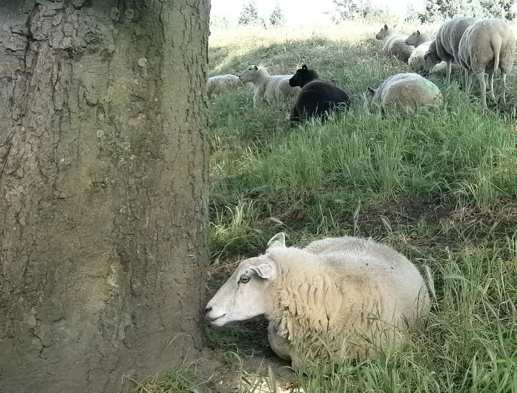 De goede Herder accepteert een afgewezen schaap , die Hem nodig heeft...