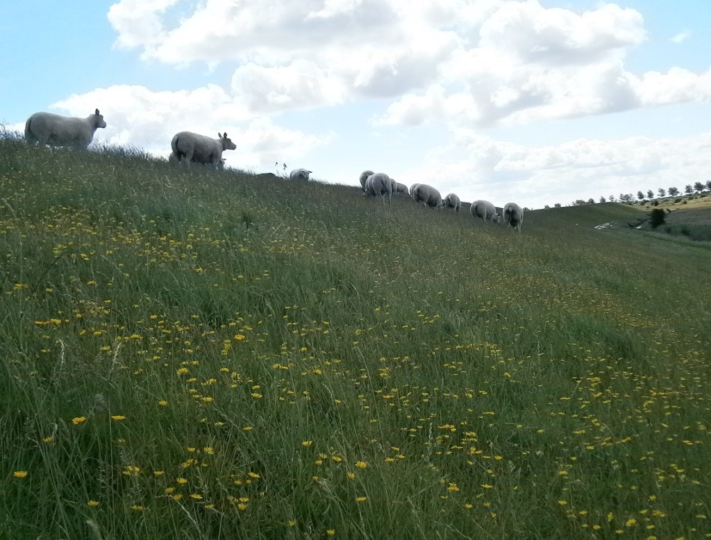 Heb je al een overvloedige weide gevonden bij de schaapskooi van de goede Herder?