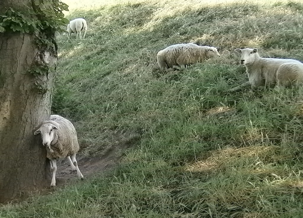 Sta op... en kom tot de Herder, Die je innerlijk kan helen.